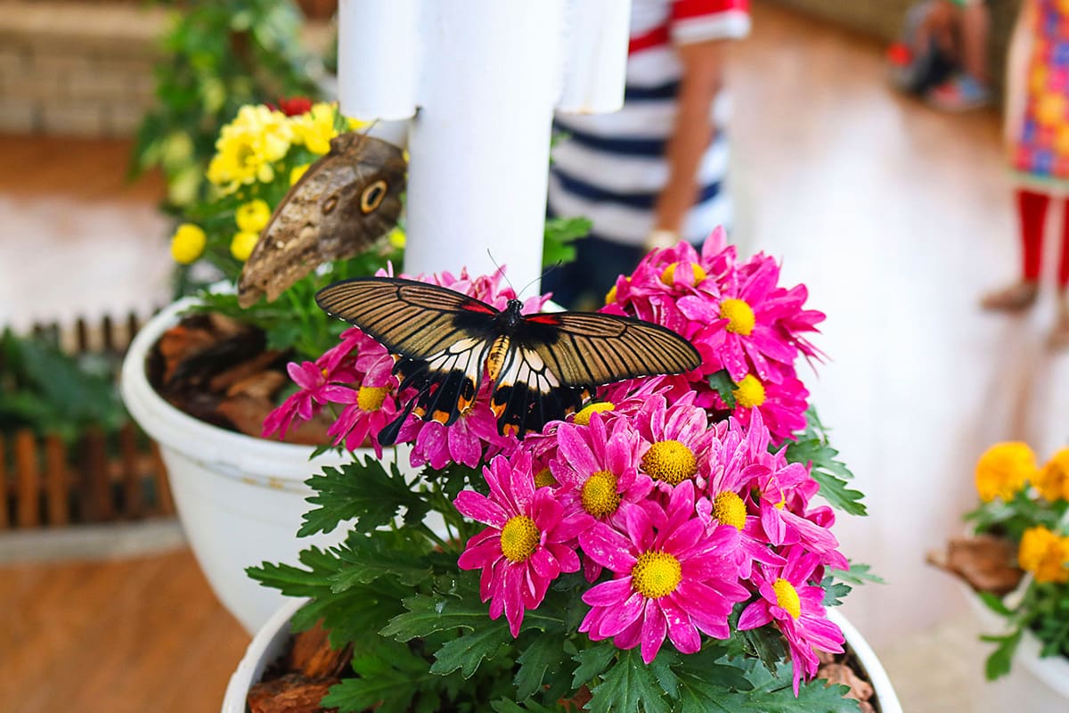 Dubai Miracle Garden