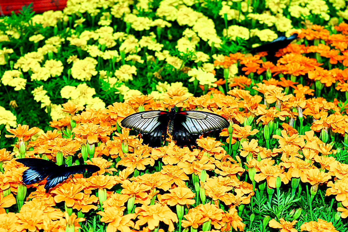 Dubai Miracle Garden